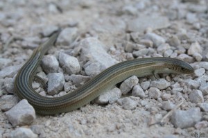 1615-Seps strié (Chalcides striatus)